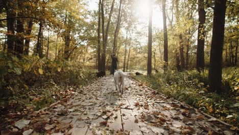 Hombre-Con-Su-Mascota-De-Perro-Blanco-Caminando-En-El-Parque-Durante-Un-Día-Soleado-En-Medio-De-Una-Caminata-Por-El-Bosque-Al-Aire-Libre