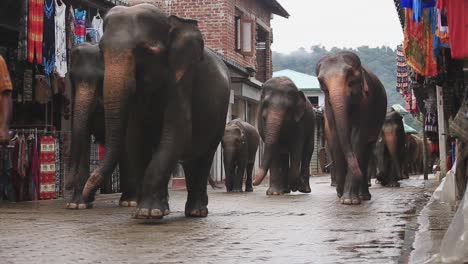 Vista-De-Un-Mahout-Dirigiendo-A-Un-Grupo-De-Elefantes-Del-Orfanato-De-Elefantes-Pinnawala-A-Las-Calles-En-La-Provincia-De-Sabaragamuwa-De-Sri-Lanka,-Diciembre-De-2014