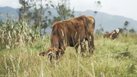 Eine-Kuh,-Die-Friedlich-Auf-Einem-Feld-Weidet