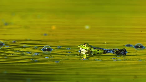 Ein-Sumpffrosch,-Der-Seine-Stimmbeutel-Aufbläst,-Krächzt-Und-Im-Grünen-Teich-Schwimmt