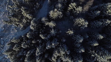 Aerial-flyover-snowy-spruce-trees-in-woodland-during-winter-lighting-by-sun-in-the-morning