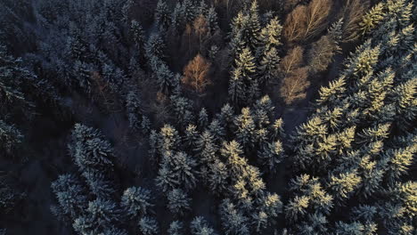 Top-down-aerial-view-of-a-snow-covered-pine-tree-forest