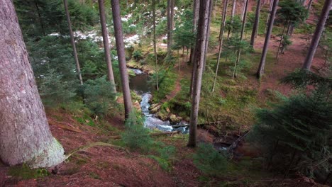 Schwenkblick-über-Den-Waldboden-Mit-Kiefernnadeln-Zum-Rieselnden-Schneeschmelzbach-Zwischen-Hohen-Bäumen-In-Europäischen-Wäldern-Im-Winter-In-Der-Tschechischen-Republik
