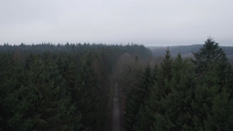 Birdseye-View-of-a-Scary-and-Dark-Pine-Forest,-Depressed-and-Feeling-Lonely---Tilt-Shot