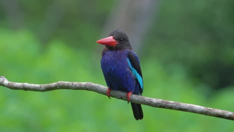front-view-of-a-beautiful-javan-kingfisher-perched-on-a-tree-branch