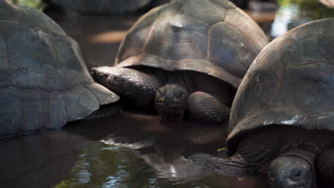 Giant-tortoises-lying-motionless-in-water,-resting-in-shade,-close-up