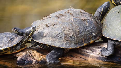 CLose-up-shot-of-baby-and-adult-turtles-resting-on-trunk-in-lake-during-sunny-day-outdoors---panning-shot-of-turtle-family-in-wilderness