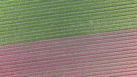Tulip-fields-in-The-Netherlands-4---North-Holland-spring-season-sunrise---Stabilized-droneview-in-4k