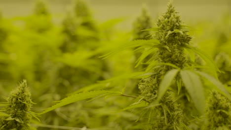 Zeitlupen-Dolly-Der-Spitze-Der-Cannabispflanze,-Der-Sich-Langsam-Im-Wind-In-Der-Baumschule-Bewegt