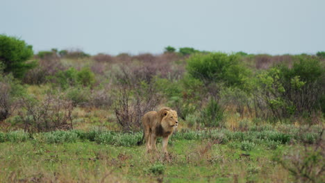 Prächtiger-Erstklassiger-Löwe,-Der-Brüllend-Durch-Den-Busch-Zu-Seinem-Rudel-In-Zentralkalahari,-Botswana,-Spaziert