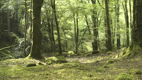 A-magical-ancient-woodland-at-the-peak-of-summer-in-the-UK