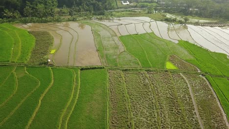 aerial-drone-view-of-terraced-rice-fields-with-a-road-background,-characteristic-of-the-agricultural-industry-in-Asia,-tropical-country-video,-fields-with-line-and-wedge-composition