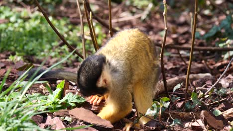 Slow-motion-of-sweet-Baby-Squirrel-Monkey-digging-in-forest-ground,foraging-for-food-in-wilderness-during-sun---close-up-shot