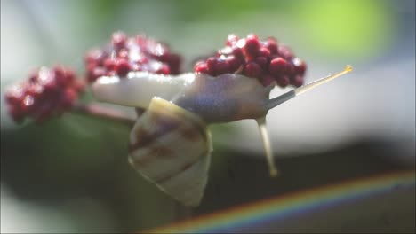 snail-crawling-on-red-flower