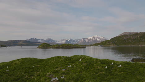 Nesting-seagulls-on-lush-green-island,-northern-Norway