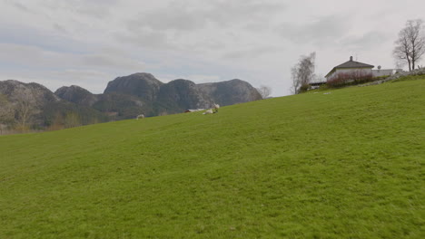 Aerial-drone-flies-past-sheep-on-green-hillside