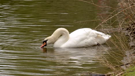 Gorgeous-closeup-of-a-swimming-swan-drinking-from-the-river