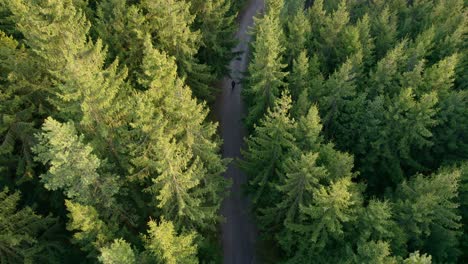 Top-view-of-dark-green-forest-landscape-wallpaper-art