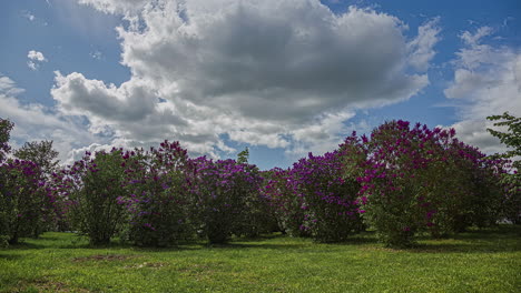 Lush-Spring-Lilac-Flower-Plants-Under-Sunny-Sky