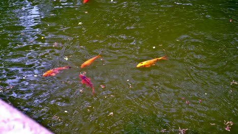 A-spacious-koi-pond-graces-a-serene-area-where-a-chapel-is-situated,-within-the-aptly-named-Greenbelt-Park-in-the-commercial-district-of-Makati-City,-Philippines