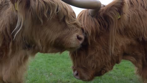 Close-up-Of-Highland-Cattle-On-The-Irish-Farmland
