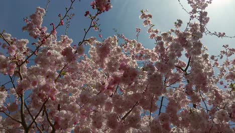 Bees-pollinate-pink-flowering-sakura-trees-on-a-sunny-spring-day