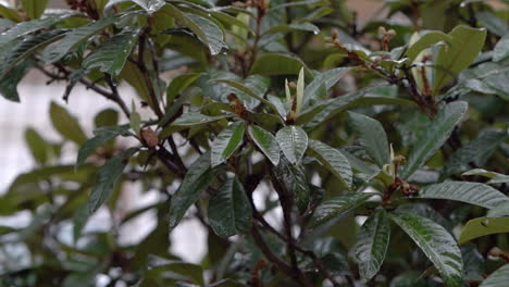 Regentropfen-Tropfen-Auf-Grüne-Blätter-Von-Loquat,-Auch-Bekannt-Als-Eriobotrya-Japonica,-Immergrüner-Baum
