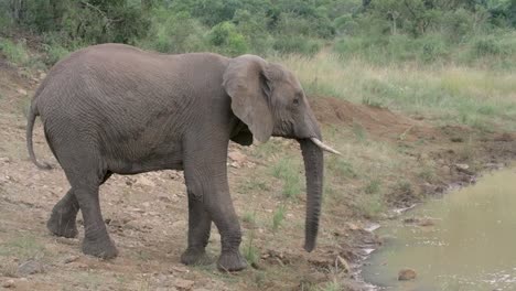 Gesamtaufnahme-Eines-Jungen-Elefanten,-Der-Durch-Seinen-Lebensraum-Geht,-Um-Wasser-Zu-Trinken,-Und-Sich-Dann-Der-Kamera-Nähert