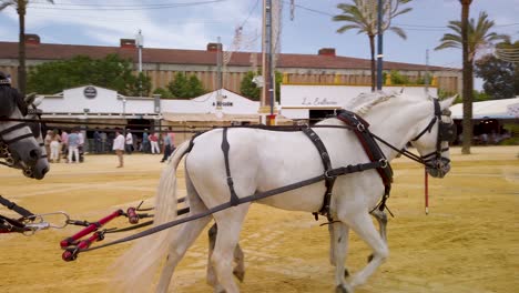 Four-white-horses-pull-red-carriage-of-Spanish-people-at-Jerez-Fair,-Follow-Pan