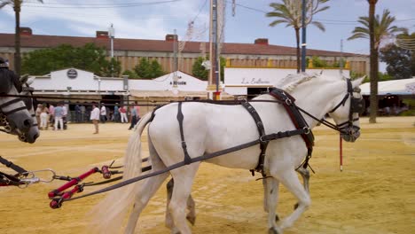 Cuatro-Caballos-Blancos-Tiran-Del-Carruaje-Rojo-De-Los-Españoles-En-La-Feria-De-Jerez,-Siga-La-Cacerola