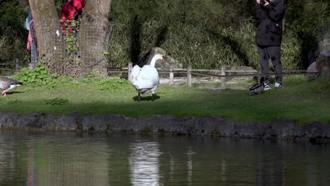 Cisnes-Y-Patos-En-La-Orilla-De-Un-Lago-Con-Gente-Caminando-Al-Fondo