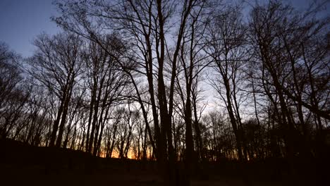 Amazing-time-lapse-of-the-sun-disappearing-behind-the-trees-in-the-forest