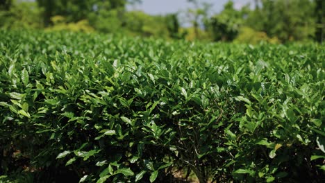 Green-Tea-Bushes,-Tea-plantations-in-India-highlands