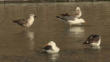Five-seagulls-bathing,-in-a-shallow-water-mirror