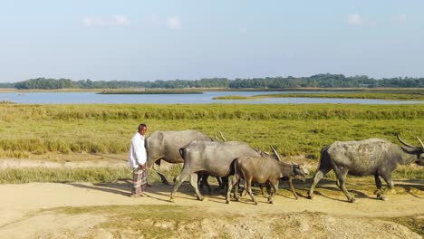 A-farmer-walks-alongside-a-water-buffalo-on-a-rural-path,-surrounded-by-farmland,-grassland,-and-rice-culture