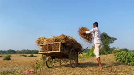 Young-Asian-male-staking-hay-bales-onto-rustic-wooden-cart-in-rural-Syhlet-farmland