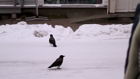 Shot-of-black-birds-on-the-frozen-streets-of-Tromso-in-Norway