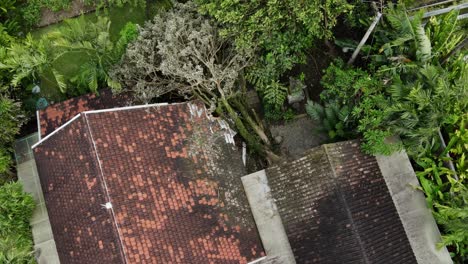 Umgestürzter-Baum-Aufgrund-Des-Starken-Windes-Oben-Auf-Einem-Alten-Dach-Eines-Landhauses-Im-Dorf-Auf-Bali,-Indonesien