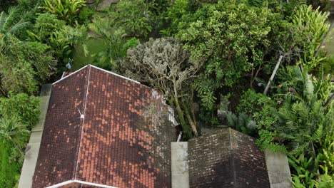 Drohnenaufnahme-Des-Umgestürzten-Baumes-Aufgrund-Einer-Starken-Hurrikan-Naturkatastrophe,-Die-Das-Alte-Dach-Eines-Landhauses-Im-Dorf-Auf-Bali,-Indonesien,-Beschädigt-Hat