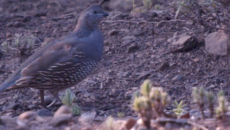 -Baby-California-quail-looking-around-in-slow-motion