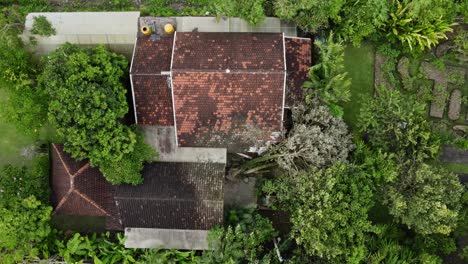 Top-Down-Drone-Shot-Of-The-Fallen-Tree-Due-To-High-Wind-Hurricane-Natural-Disaster-Damaging-Vintage-Roof-Of-A-Countryside-House-In-The-Village-At-Bali,-Indonesia