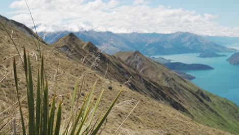 New-Zealand-spiky-mountain-grass-blowing-in-the-wind-on-warm-summer-day