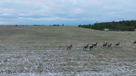 Aerial-establishing-shot-of-a-herd-of-Red-deer-running-across-the-agricultural-field-covered-by-light-snow,-overcast-winter-evening,-wide-drone-tracking-shot-moving-forward-low