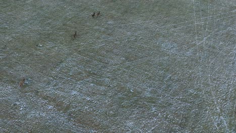 Aerial-establishing-shot-of-a-herd-of-Red-deer-running-across-the-agricultural-field-covered-by-light-snow,-overcast-winter-evening,-wide-birdseye-drone-tracking-shot-moving-forward