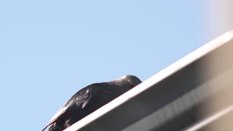 Bird-eating-breaks-fig-on-rooftop,-Black-bird-Starling-Bird-Cape-Town