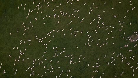 Static-top-down-drone-view-of-large-flock-of-sheep-migrating-on-lush-meadow