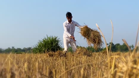 Man-in-white-carry-straws-in-dry-paddy-field-after-harvest,-handheld