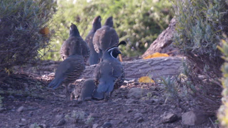 Family-of-quail-looking-for-food