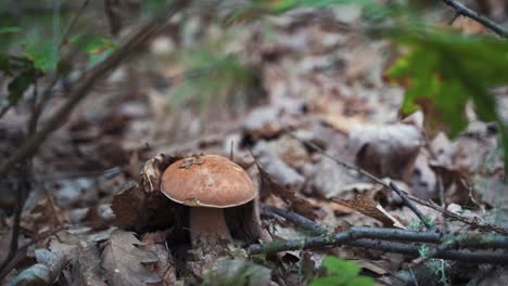 A-wild-mushroom-in-the-wind-in-the-forest