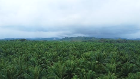 Aerial-drone-shot-of-a-palm-plantation,-showing-big-trees-then-rising-to-cover-the-entire-plantation